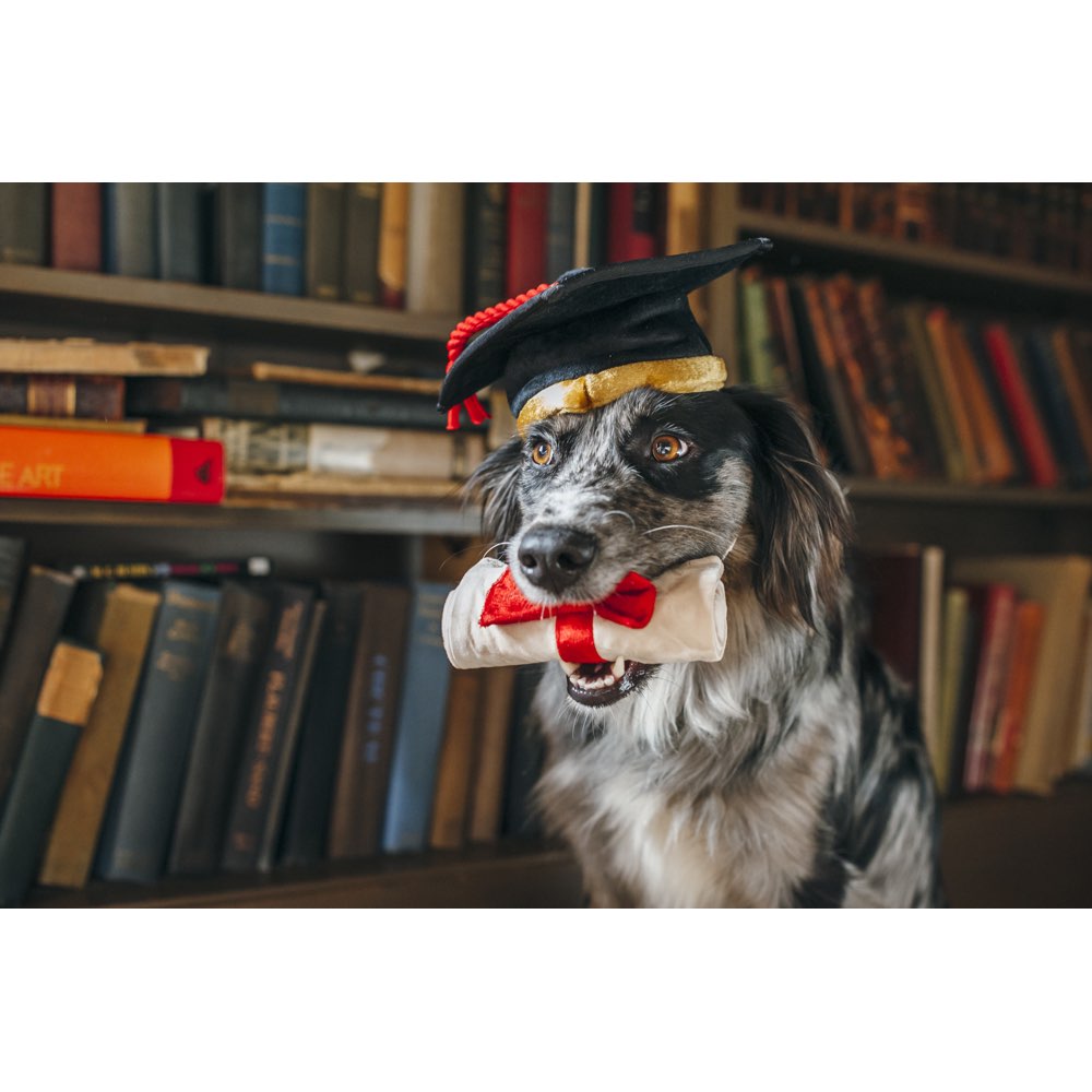 PLAY Back to School K9 Scholar Plush Dog Toy