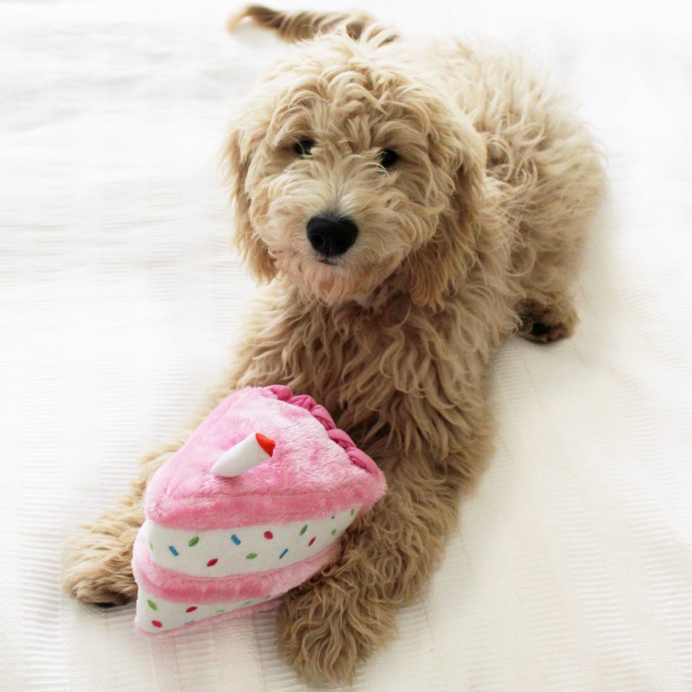 ZippyPaws NomNomz Birthday Cake Pink Dog Toy