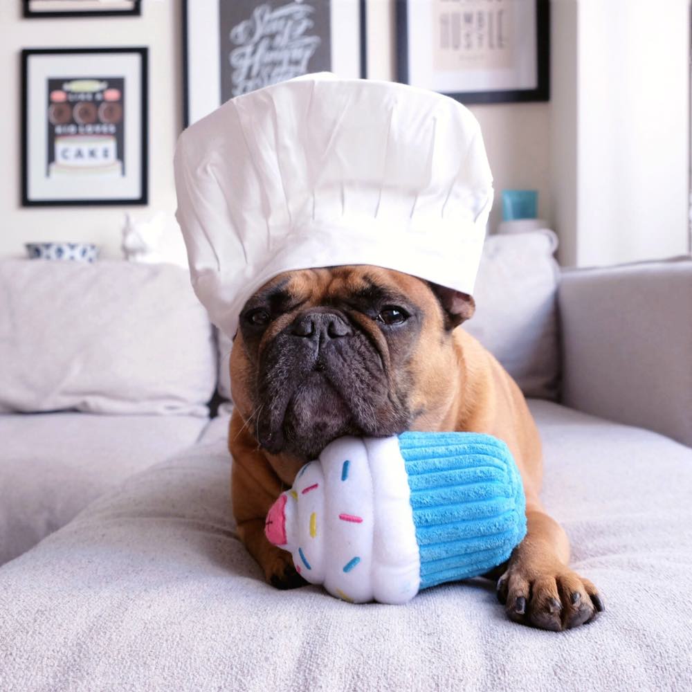 ZippyPaws NomNomz Cupcake Blue Dog Toy