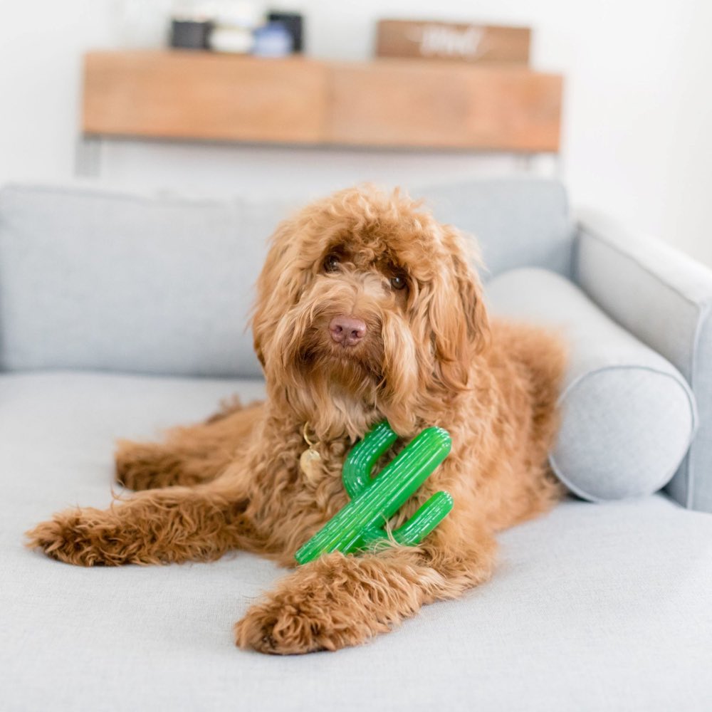 ZippyPaws ZippyTuff Cactus Dog Toy